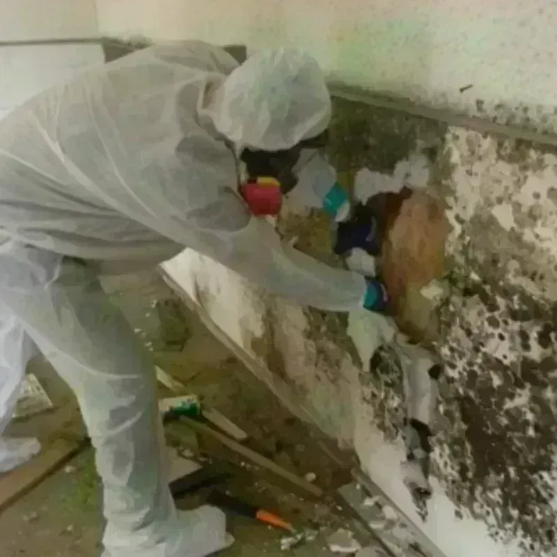 Mold Remediation and Removal in Valle Vista, AZ